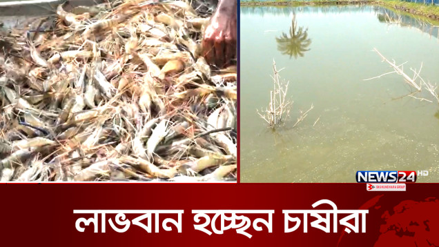 ক্লাস্টার পদ্ধতিতে মাছ চাষের উদ্যোগে সফলতা | Fish Farming | News24