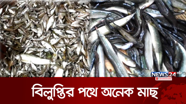 হারাতে বসেছে দেশীয় প্রজাতির অনেক মাছ | Fish | News24