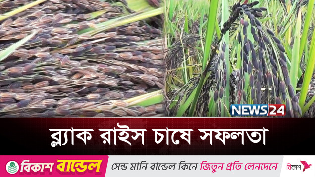 বিদেশী জাতের কালো ধান চাষে সাফল্য | Black Rice | News24