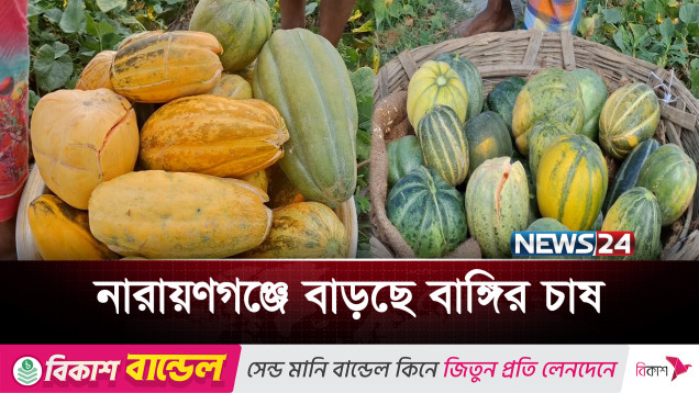 বিষমুক্ত বাঙ্গি চাষে সফলতা, নারায়ণগঞ্জে কৃষকের হাসি | Melon Farming | Banggi | News24