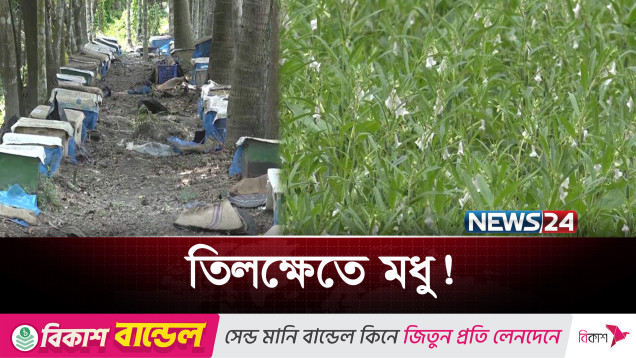 পিরোজপুরে তিলখেতে মধু চাষ, প্রথমবারেই সাফল্য | Pirojpur Honey Farming | News24