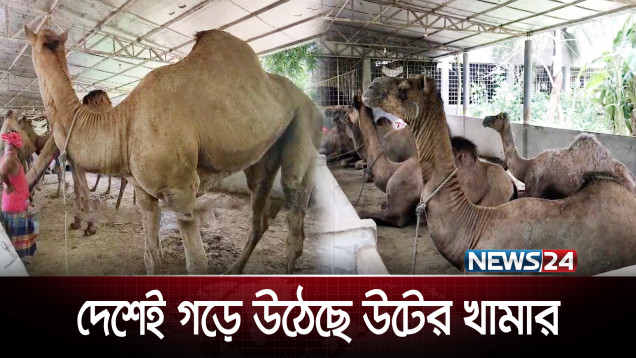 বেনাপোলে উটের খামার গড়ে তুলেছেন এক উদ্যোক্তা | NEWS24