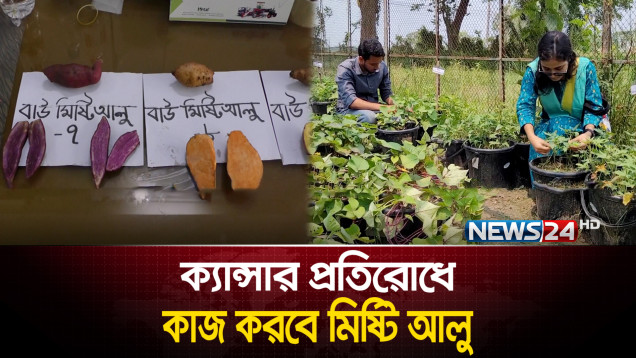 ক্যান্সার-ডায়াবেটিস প্রতিরোধ করবে রঙিন মিষ্টি আলু | NEWS24