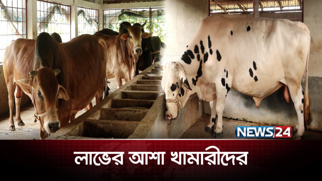 কোরবানির জন্য প্রস্তুত ১ কোটি ২৪ লাখের বেশি গবাদিপশু | Qurbani Animals | NEWS24