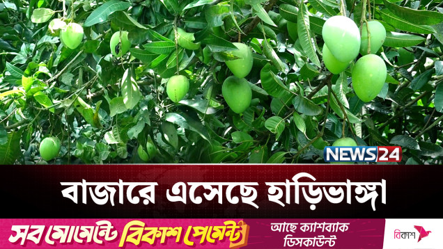 লক্ষ্যমাত্রা ছাড়ালো হাড়িভাঙা, ৩০০ কোটি টাকার আম বিক্রির আশা | Mango | NEWS24