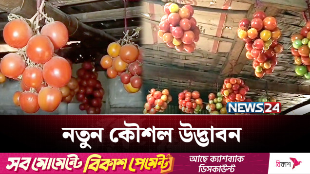 ঘরের সিলিংয়ে ঝুলিয়ে এক মণেরও বেশি টমেটো সংরক্ষণ! | Tomato | NEWS24