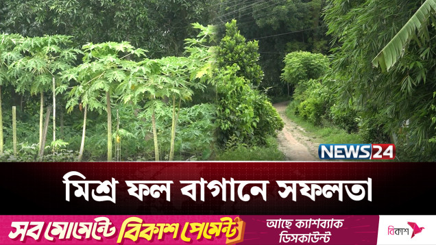মিশ্র ফল বাগানে আগ্রহ বাড়ছে চাষিদের | Fruit | NEWS24
