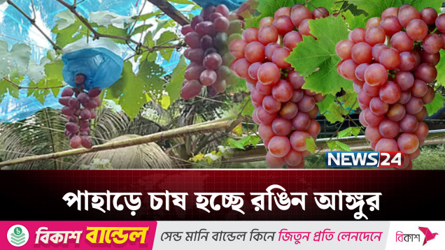 গারো পাহাড়ে রঙিন আঙ্গুরের চাষে সাফল্য | Grape | News24