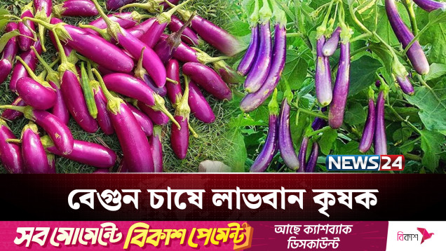 উঁচু ও পরিত্যক্ত জায়গায় বেগুনের ভালো ফলন | NEWS24