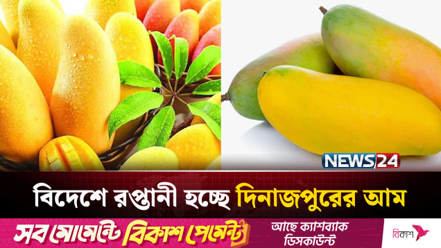 ইউরোপে যাচ্ছে দিনাজপুরের সুস্বাদু আম | NEWS24