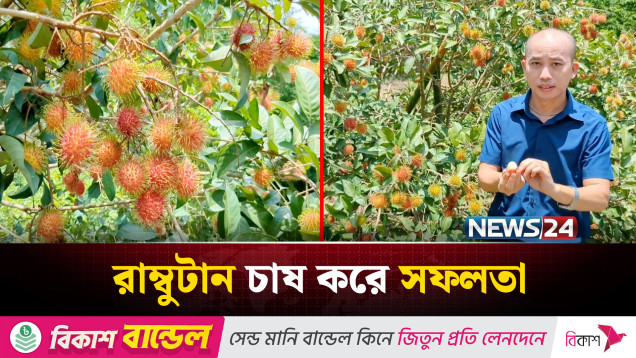 খাগড়াছড়ি পাহাড়ে বিদেশি রাম্বুটান চাষ করে সফল এক উদ্যোক্তা | News24
