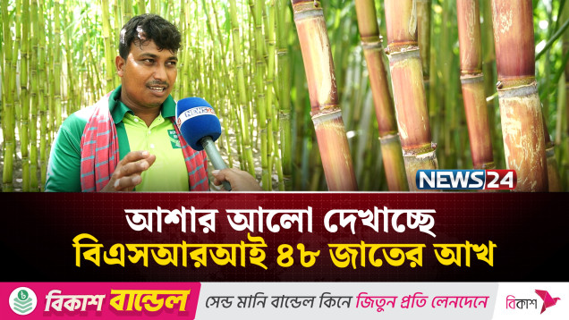 সফলতা দেখে আখ চাষে আগ্রহী হয়ে উঠেছে অনেকে | News24