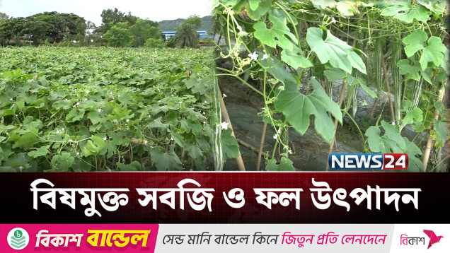 নিরাপদ সবজি ও ফল উৎপাদনে সফল কৃষকরা | NEWS24