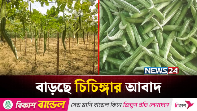 অল্প খরচে লাভ বেশি হওয়ায় চুয়াডাঙ্গায় বাড়ছে চিচিঙ্গার চাষাবাদ | News24