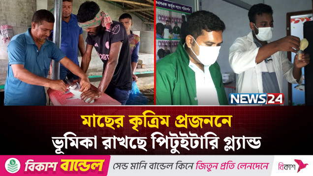 মাছের কৃত্রিম প্রজননে ভূমিকা রাখছে পিটুইটারি গ্ল্যান্ড | News24