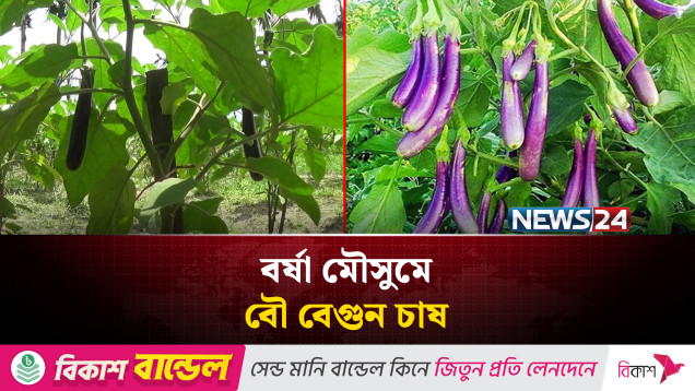 বৌ বেগুন চাষ করে লাভবান নেত্রকোণার কৃষকরা | NEWS24