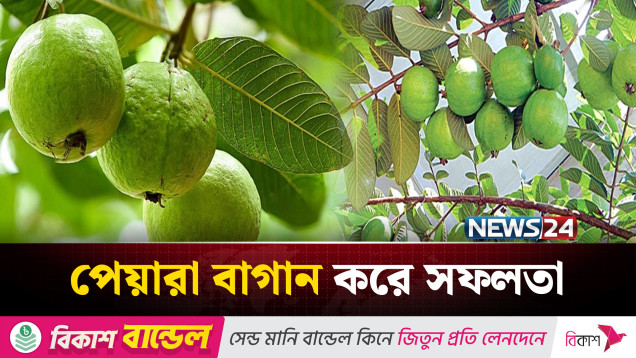 পেয়ারা বাগান করে সফল ফরিদপুরের তরুণ উদ্যোক্তা | NEWS24