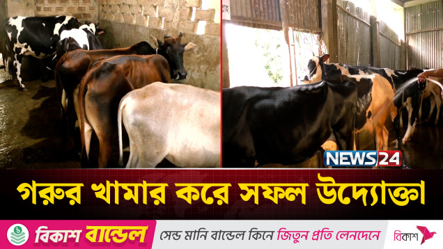 মৌলভীবাজারে গরুর খামার করে সফল উদ্যোক্তা | News24