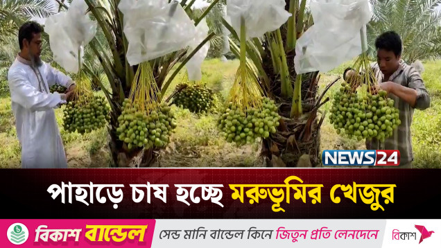 মরুভূমির খেজুর চাষ করে সাড়া ফেলেছেন খাগড়াছড়ির উদ্যোক্তা নূর আলম | News24