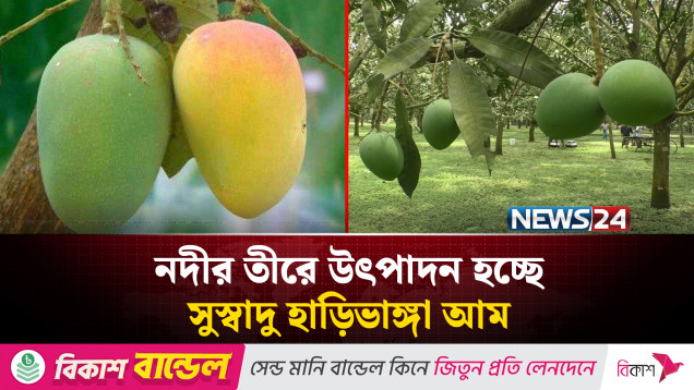 নদীর তীরে উৎপাদন হচ্ছে সুস্বাদু হাড়িভাঙ্গা আম | NEWS24