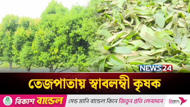 তেজপাতা চাষ করে স্বাবলম্বী রংপুরের কৃষকরা | NEWS24