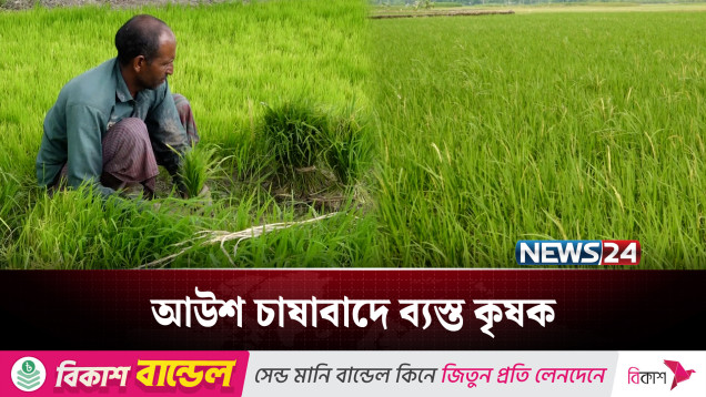 আউশ চাষে ব্যস্ত বগুড়ার কৃষক, বাড়ছে উৎপাদন ও লাভ | News24