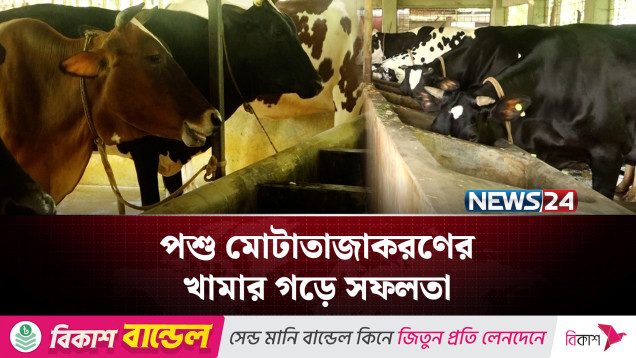 পশু মোটাতাজাকরণ খামার ও খামারির সংখ্যা বাড়ছে | NEWS24