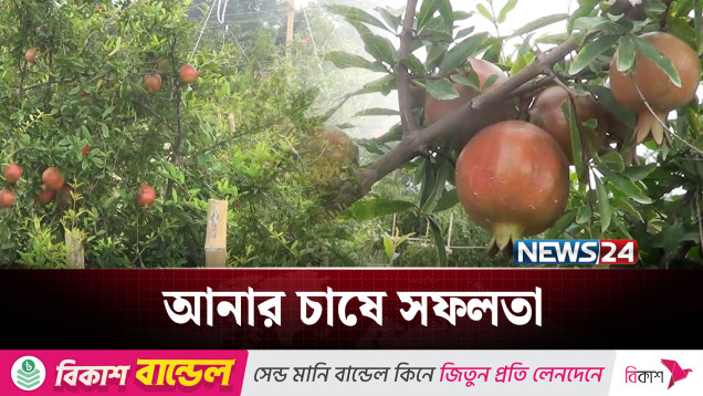 আনার বাগান করে সফল দুই বন্ধু | NEWS24
