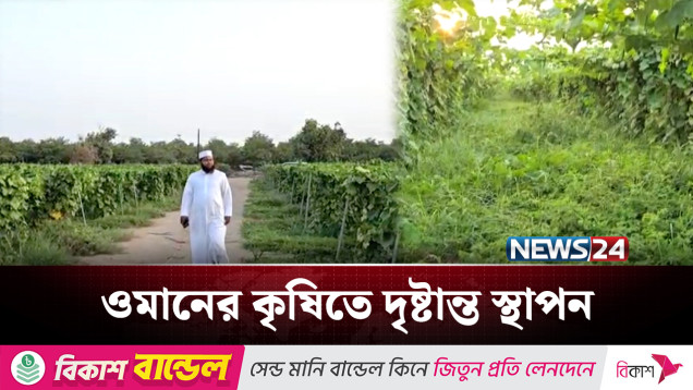 ওমানে সবজি বাগানে বাংলার সাফল্য | Oman | News24