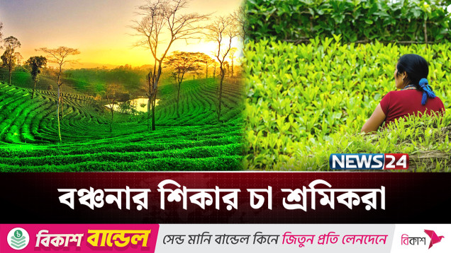 বছরের পর বছর অবহেলিত চা শ্রমিকরা | Tea Labour | NEWS24