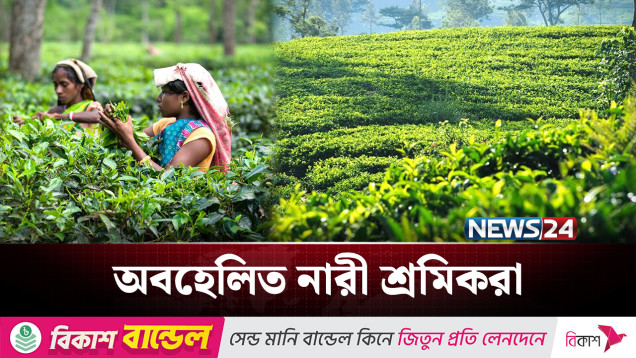 চা-বাগানের গন্ডিতেই আটকা নারী শ্রমিকদের জীবন | Tea Industry | News24