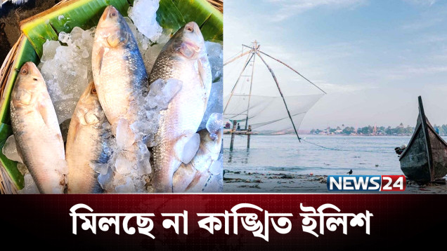ভরা মৌসুমেও ইলিশের আকাল | Hilsa fish | NEWS24