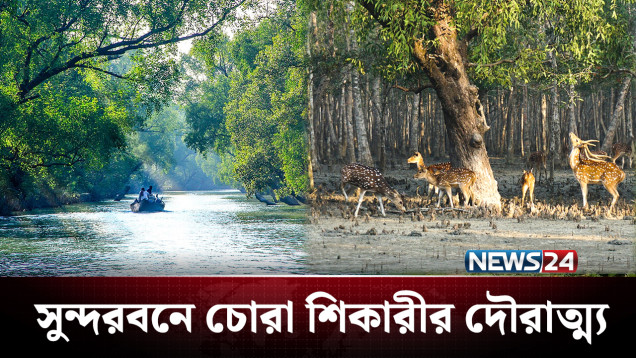 দেশের অস্থিতিশীল পরিবেশের ঢেউ লেগেছে সুন্দরবনেও | Sundarban | NEWS24