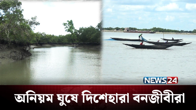 ভক্ষকের ভূমিকায় বন বিভাগ, টাকা দিলেই মিলছে অনুমতি | Sundarban | NEWS24