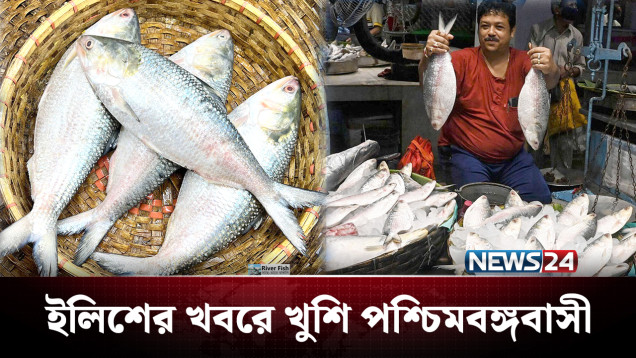 ভারতে যাচ্ছে বিপুল ইলিশ, বাংলাদেশে কতটা? | Kolkata | Hilsa fish | News24