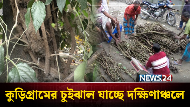 কুড়িগ্রামে চুইঝাল চাষ করে বাড়তি আয় করছেন কৃষকরা | Chuijhal | NEWS24