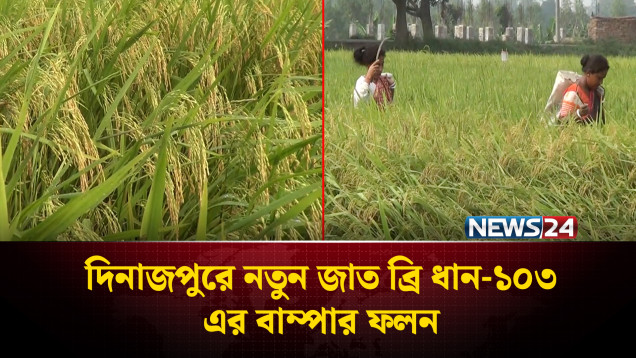 দিনাজপুরে আমন ফসল ঘরে তুলতে ব্যস্ত সময় পার করছেন কৃষক | Dinajpur | NEWS24