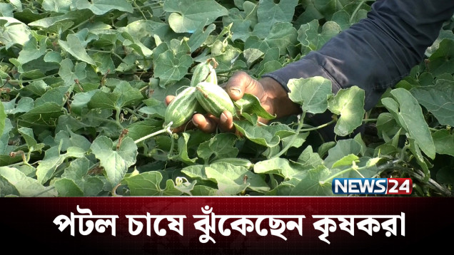পটল চাষে লাভবান কৃষকরা, বাড়ছে আগ্রহ | Sherpur | Agricultural | NEWS24