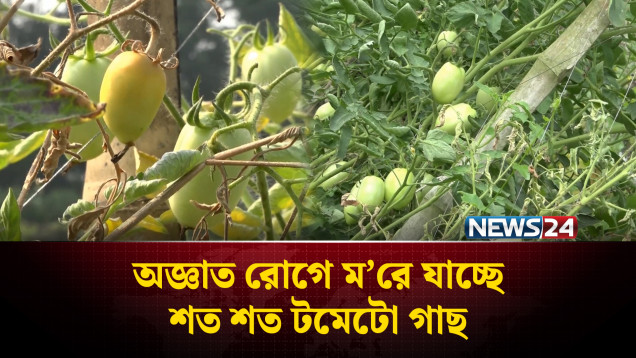 গোপালগঞ্জে অজ্ঞাত রোগে ম'রে যাচ্ছে শত শত টমেটো গাছ | Tomato | NEWS24