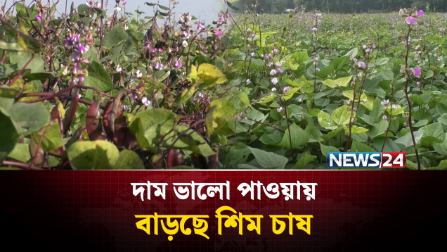 দাম ভালো পাওয়ায় শিম চাষে উৎসাহিত কৃষক | Rangpur | NEWS24
