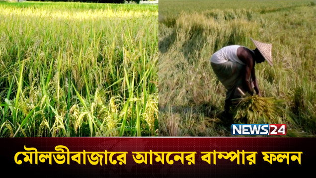 আমনের ফলনে কৃষকের মুখে হাসি, দাম নিয়ে দুশ্চি'ন্তা | Aman | NEWS24