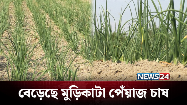 মুড়িকাটা পেঁয়াজ চাষে স্বল্প খরচে লাভ বেশি | Onion | NEWS24