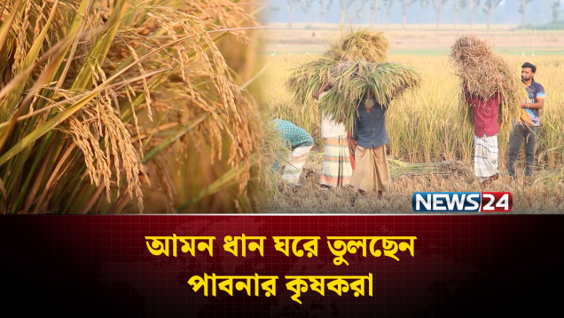 আমন ধান ঘরে তুলছেন পাবনার কৃষকরা, দাম নিয়ে দুশ্চিন্তা | Amon | Pabna | NEWS24
