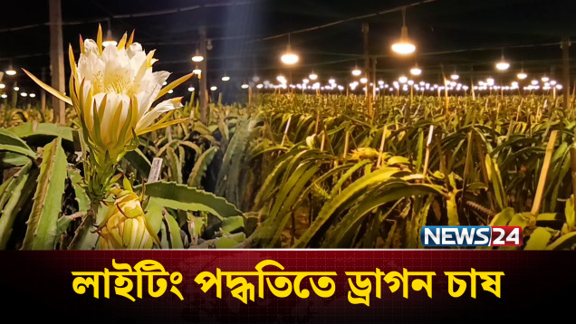 সাতক্ষীরায় লাইটিং পদ্ধতিতে ড্রাগন চাষে জনপ্রিয়তা বাড়ছে | Dragon Farming | NEWS24