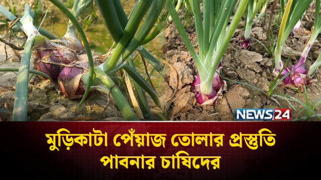জমি থেকে মুড়িকাটা পেঁয়াজ তোলার প্রস্তুতি নিচ্ছেন পাবনার চাষিরা | Pabna | NEWS24