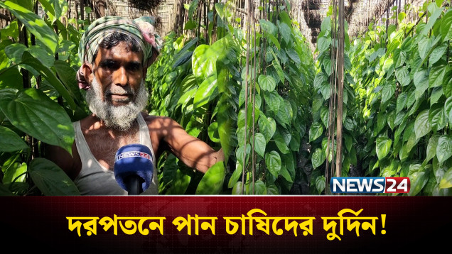 দাম না থাকায়, পান চাষিদের দুর্দিন | Shariatpur | NEWS24