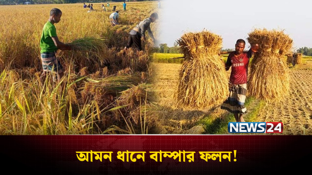 আমন চাষে আগ্রহ বেড়েছে কৃষকের | Bogura | Agriculture | News24