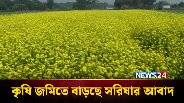 ফরিদপুরের চরাঞ্চলে কৃষি জমিতে বাড়ছে সরিষার আবাদ | Faridpur | NEWS24