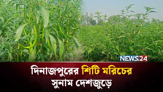 দিনাজপুরের শিটি মরিচের সুনাম দেশজুড়ে | Dinajpur | NEWS24