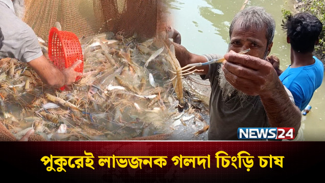 পুকুরেই লাভজনক গলদা চিংড়ি চাষ | Bogura | Fish Farming | News24